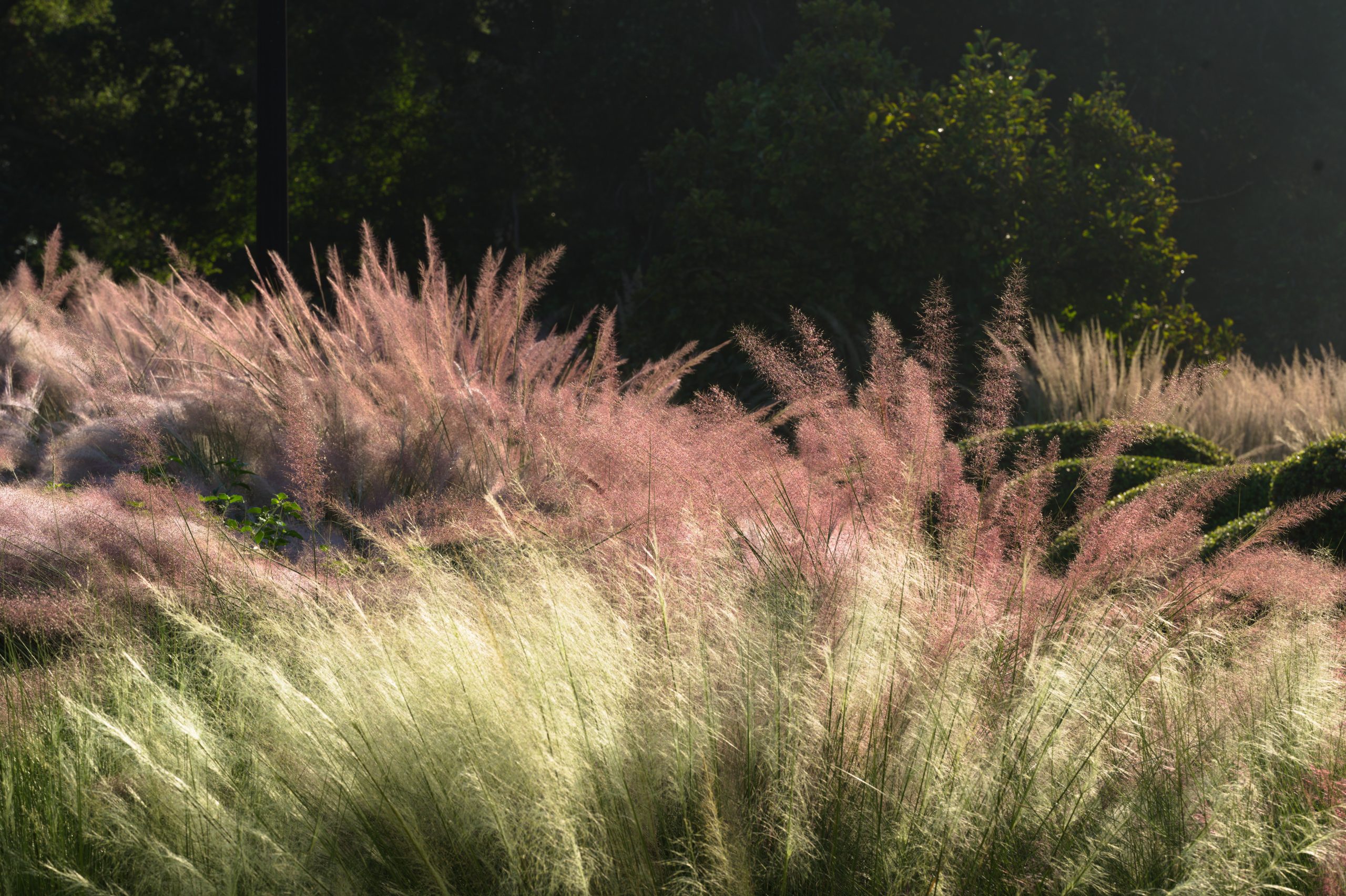 Study of Grass