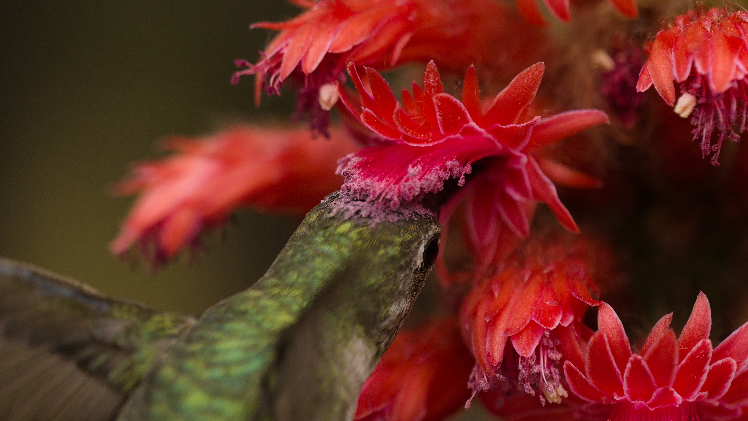 Pollinating Hummingbird