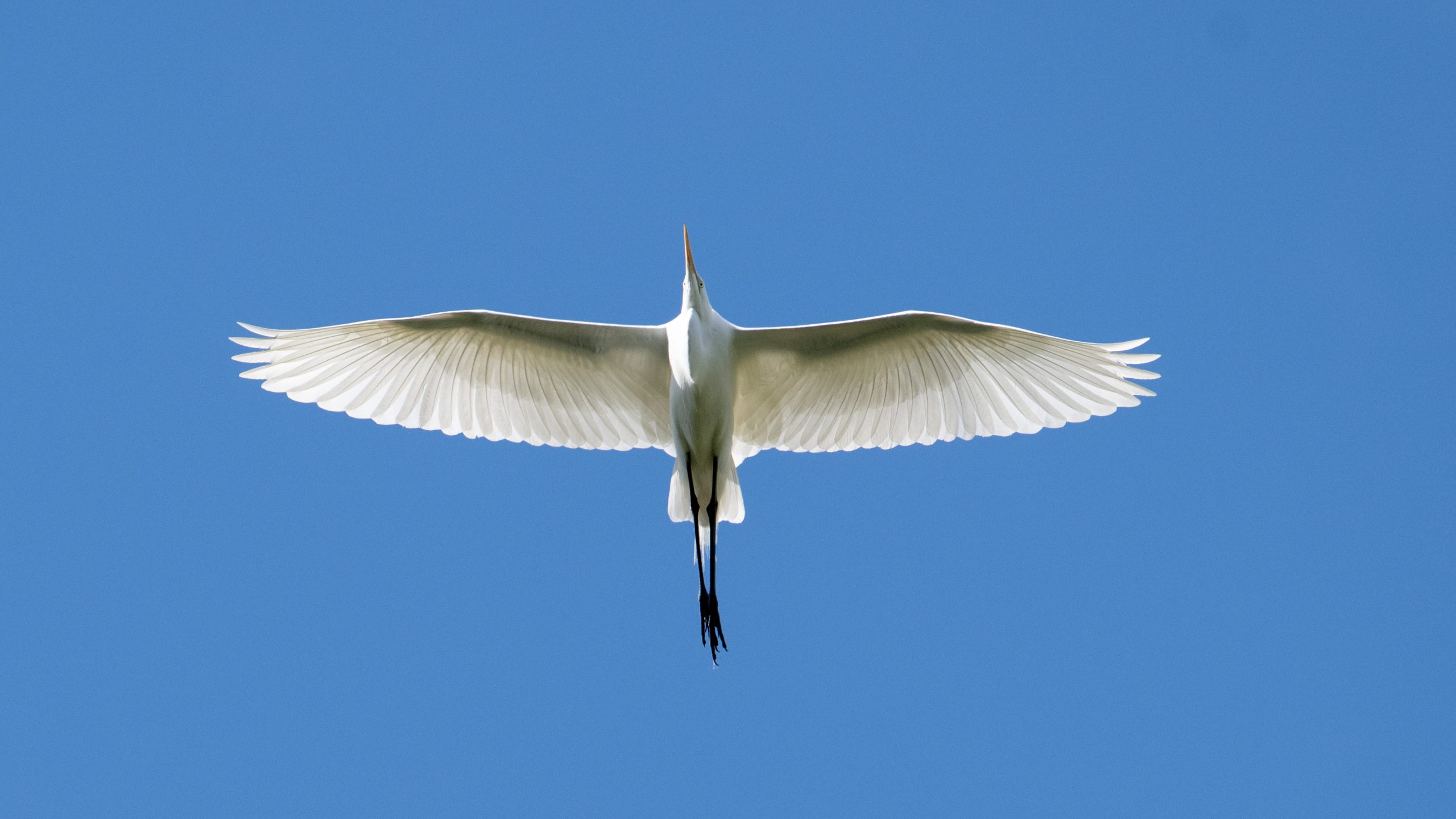 Greater Egrets